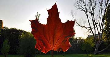 1 Maple leaf