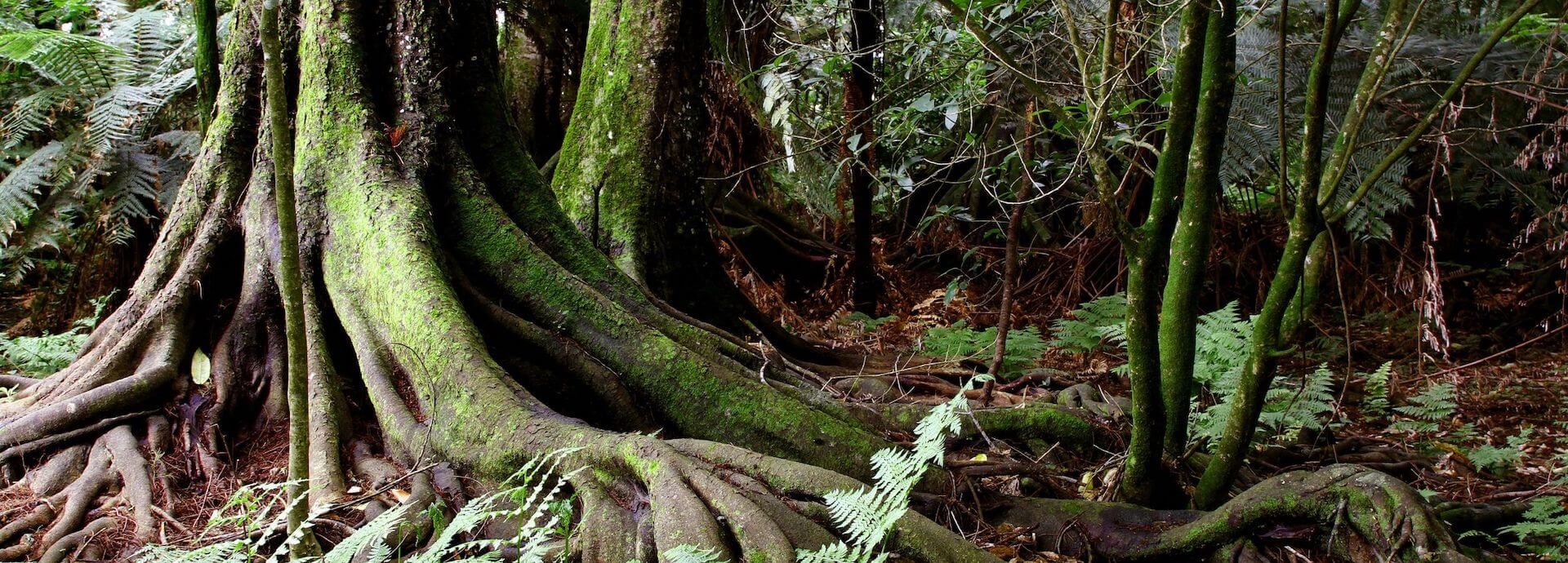 Woods, forest, roots