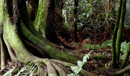 Woods, forest, roots