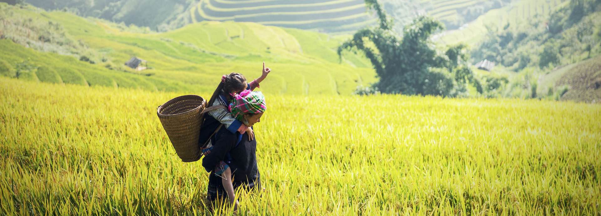 field agriculture farmer asia