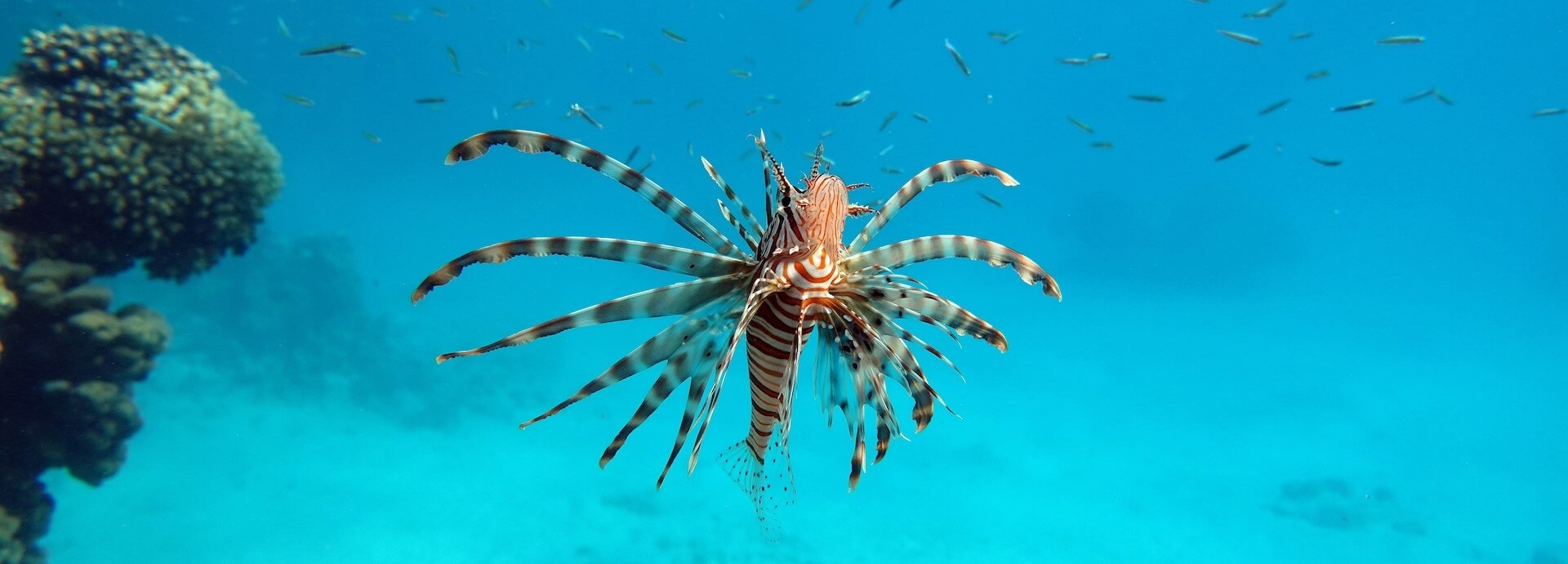 Image of a lionfish in the sea, surrounded by smaller fish.