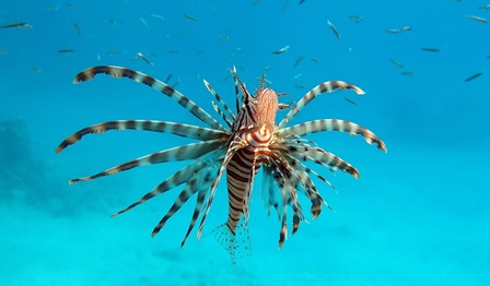 Image of a lionfish in the sea, surrounded by smaller fish.