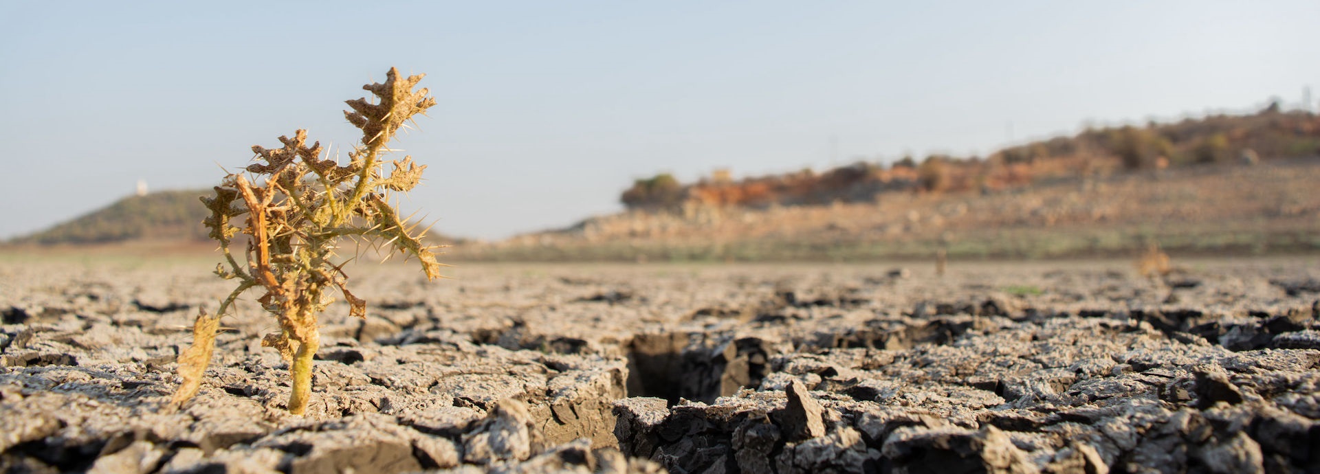 Dry, plant, climate change, desert