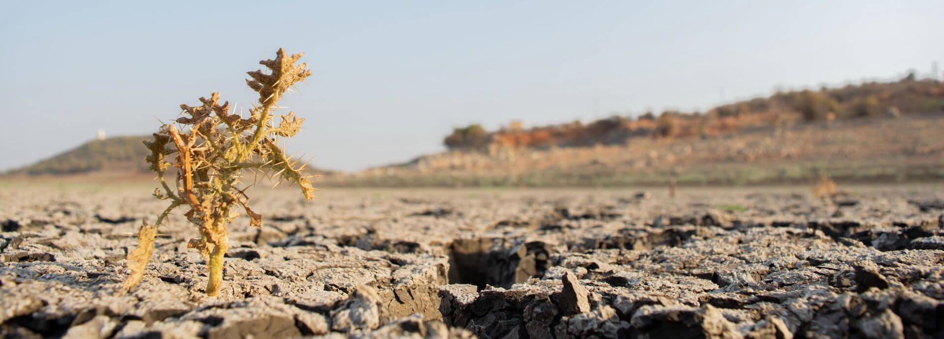 Dry, plant, climate change, desert