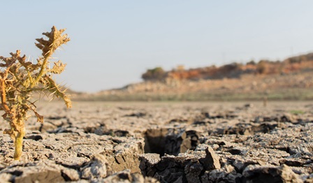 Dry, plant, climate change, desert