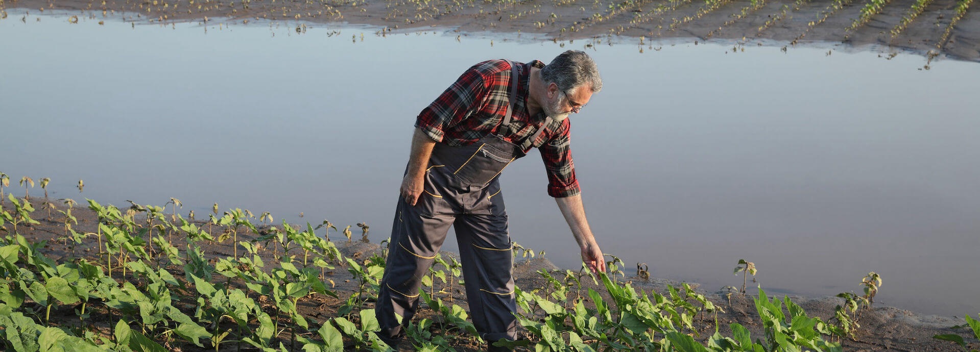 Farmer, agriculture
