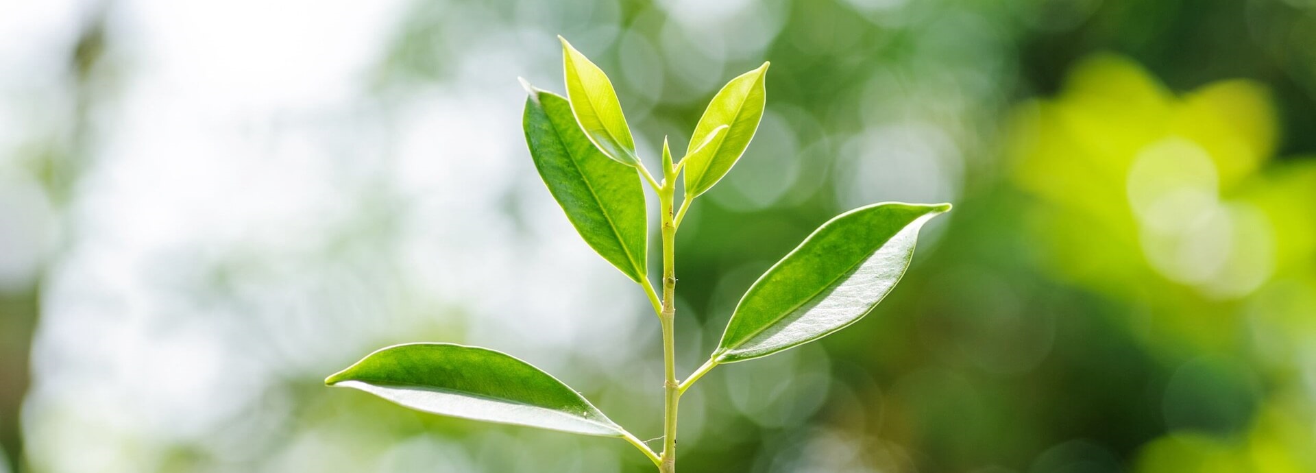 Green leadership, green, plant