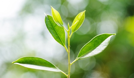Green leadership, green, plant