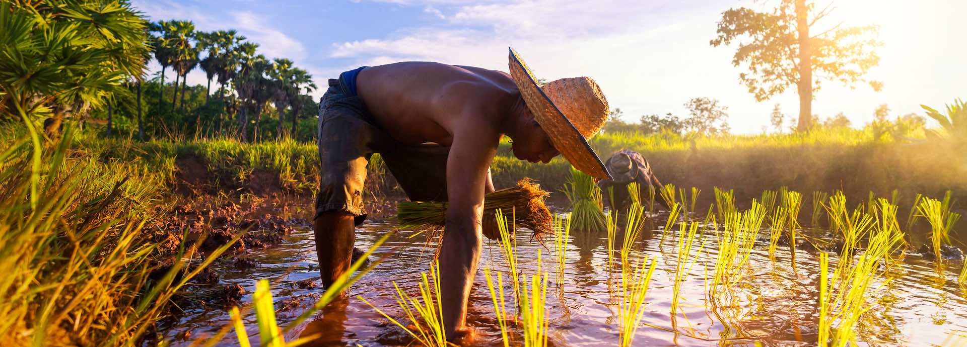 rice field, man working, asia