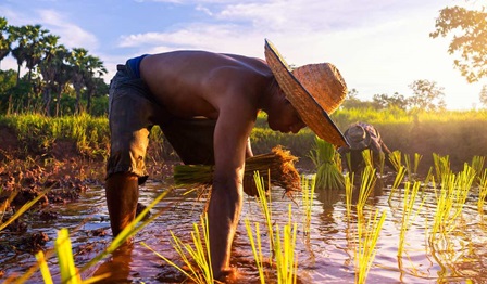 rice field, man working, asia