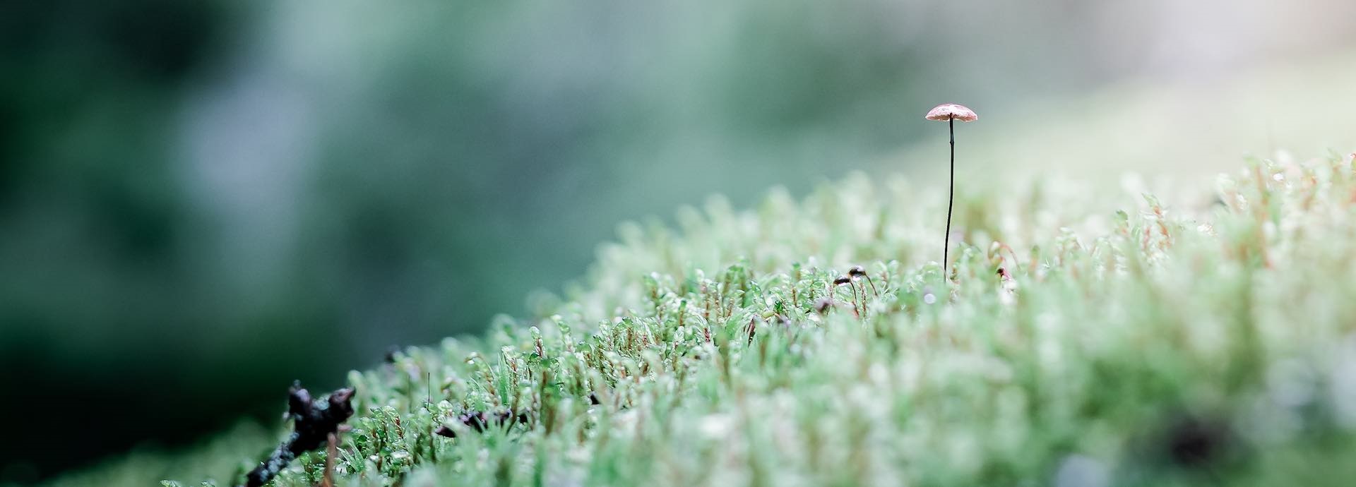 A small mushroom growing in moss