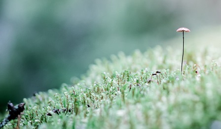 A small mushroom growing in moss