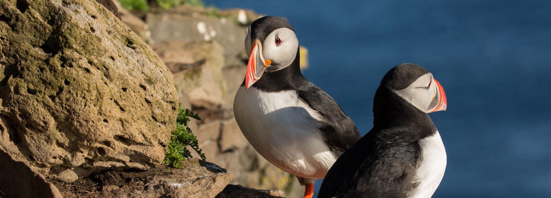 Puffin, biodiversity, species, bird, birds, extinction