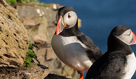 Puffin, biodiversity, species, bird, birds, extinction