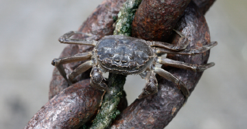 Taking-the-bugs-teaser-image