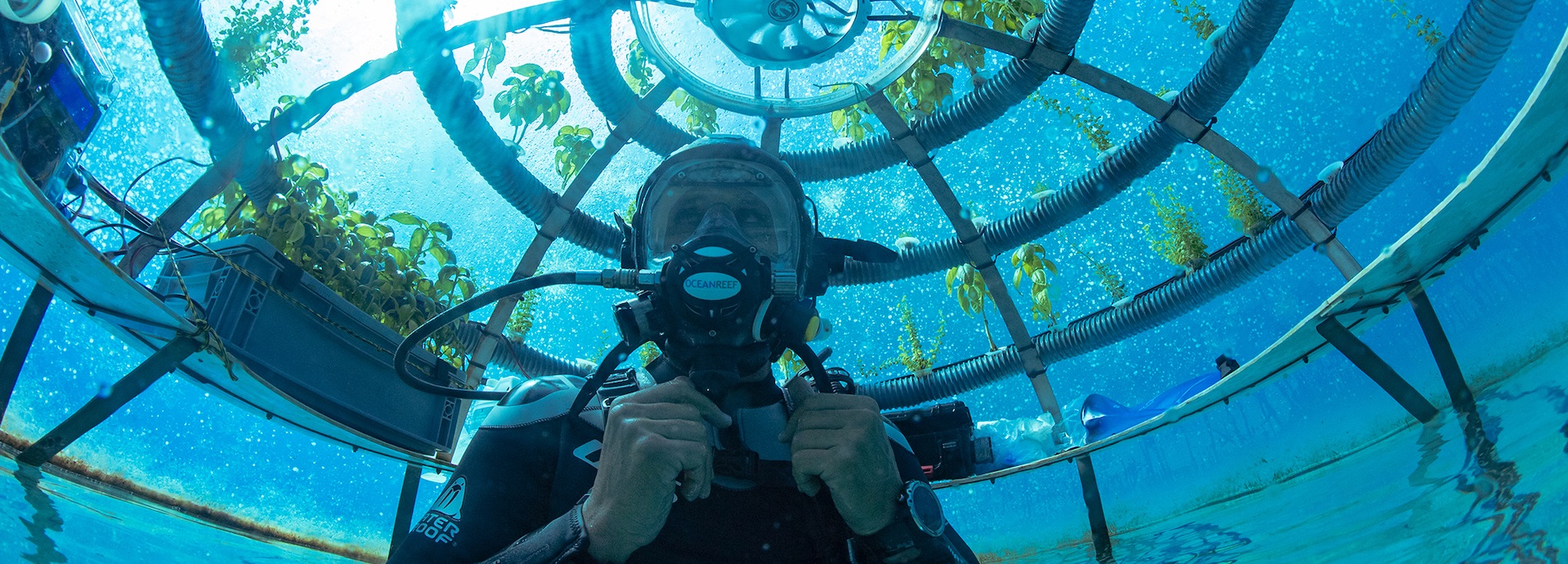 Underwater, farm, diver, ocean, plants, Ocean Reef