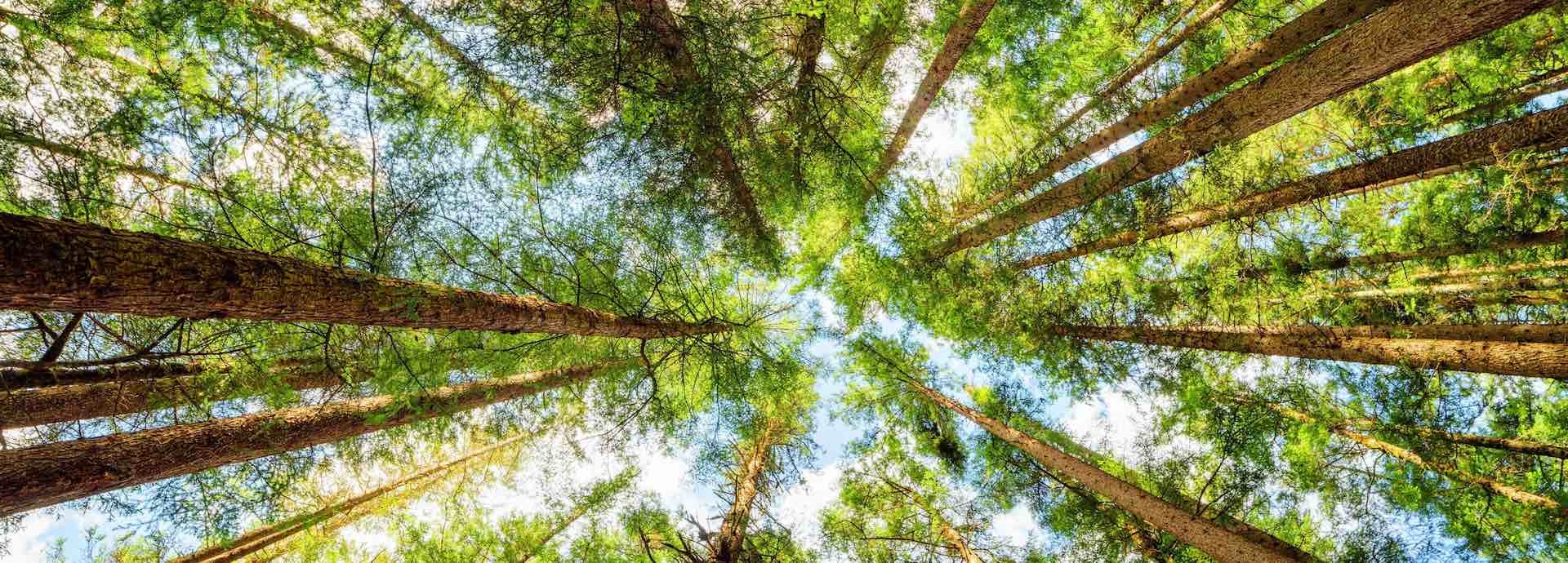 Tree canopy