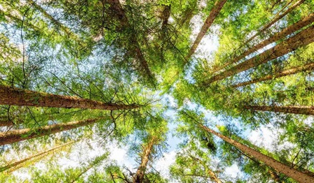 Tree canopy