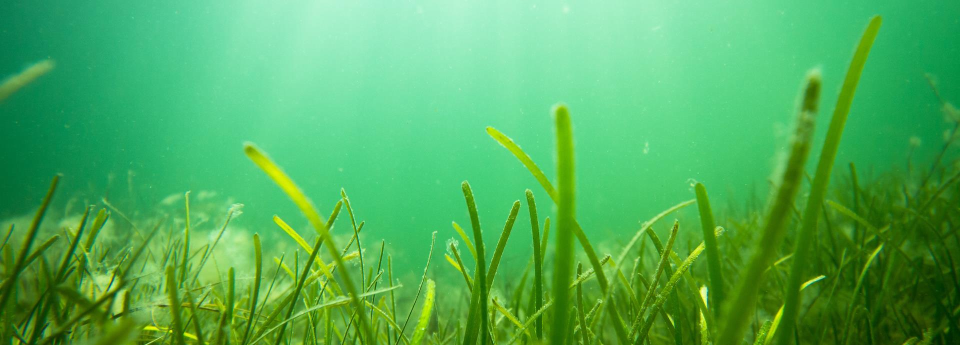 Underwater sea grass