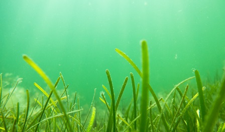 Underwater sea grass