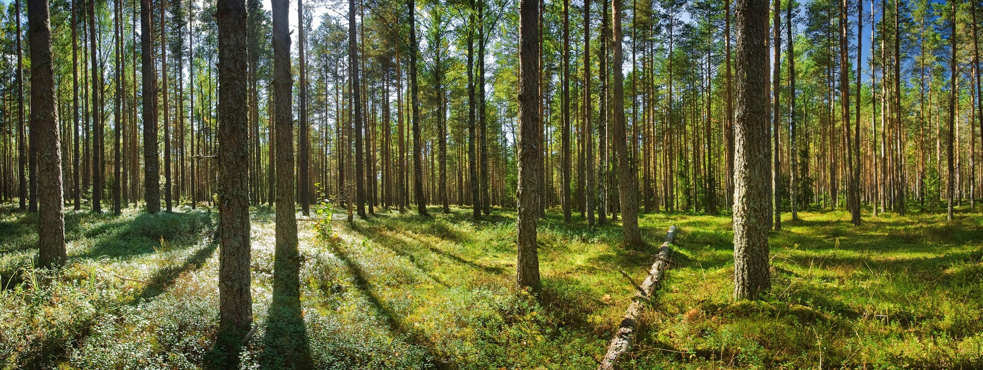 Forest