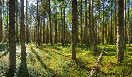 Forest