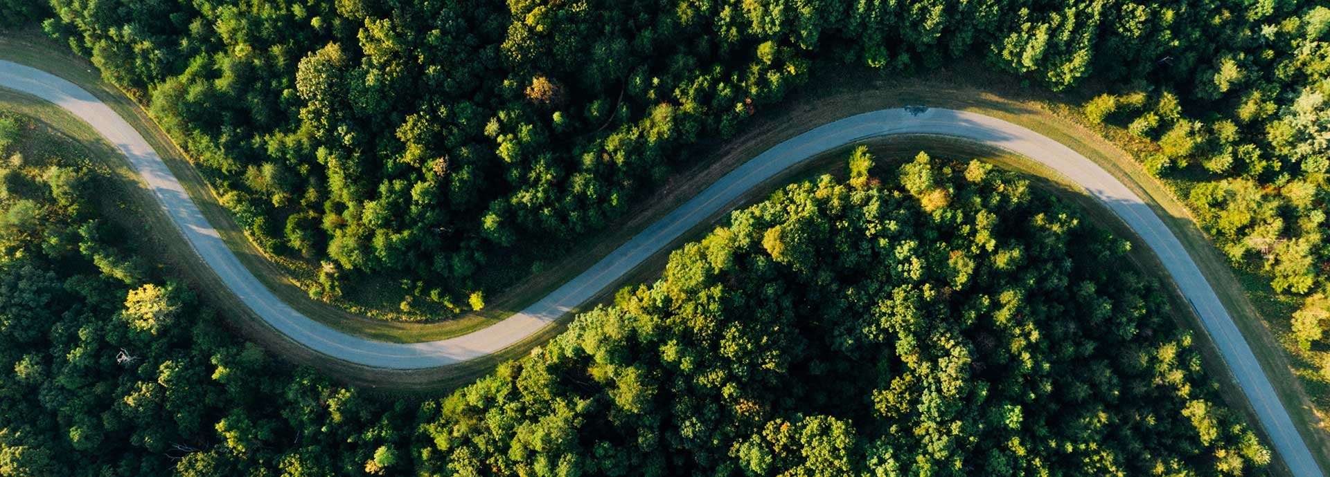 Road through forest