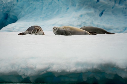 Mission Antarctica2