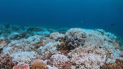 Solving the global coral reef crisis3