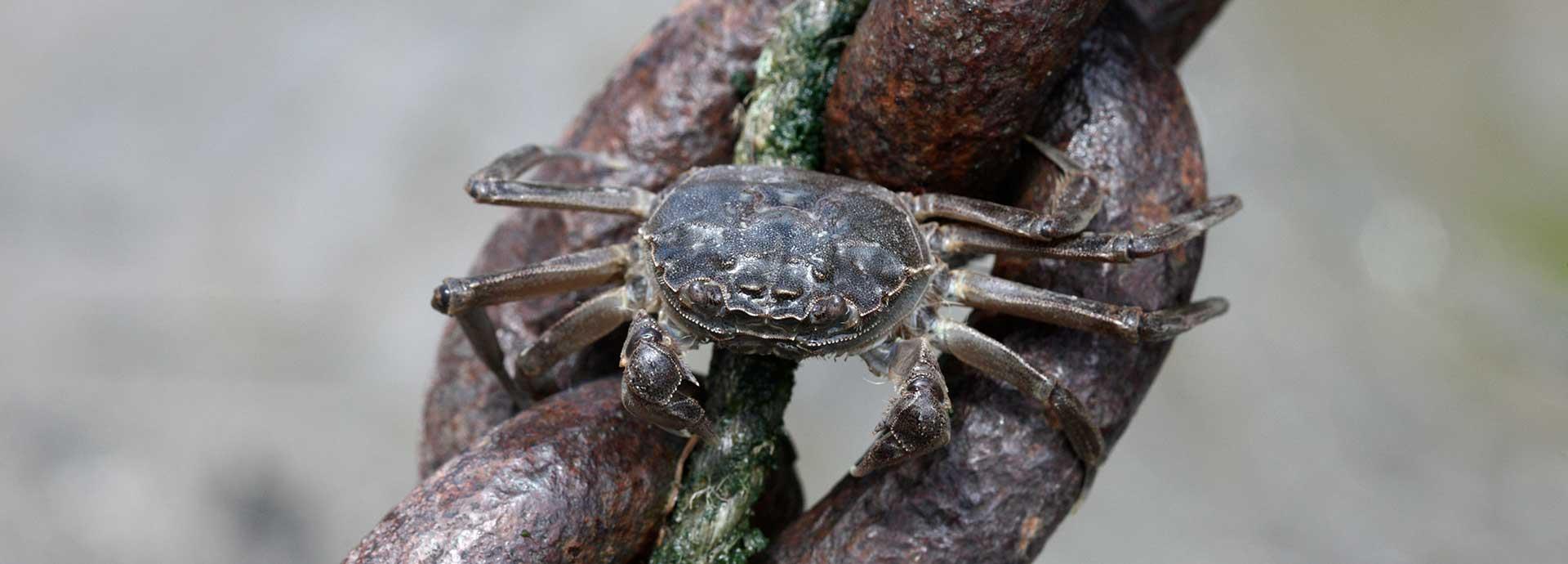 Taking the bugs from the ballast