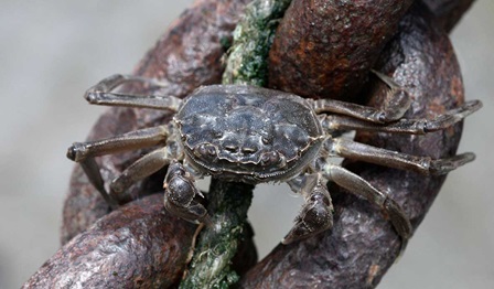 Taking the bugs from the ballast