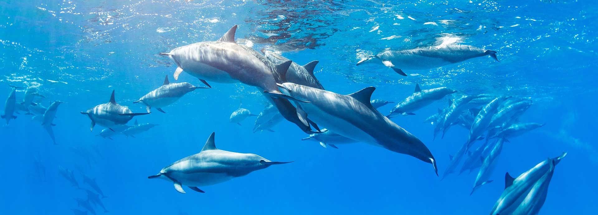 Battling noise pollution underwater