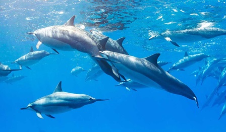 Battling noise pollution underwater