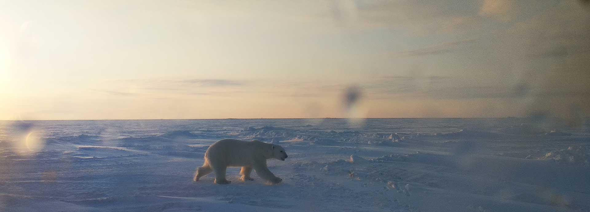 Polar Bear in Sabetta