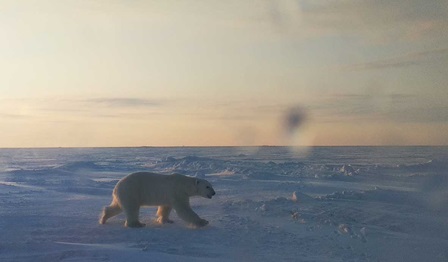 Polar Bear in Sabetta