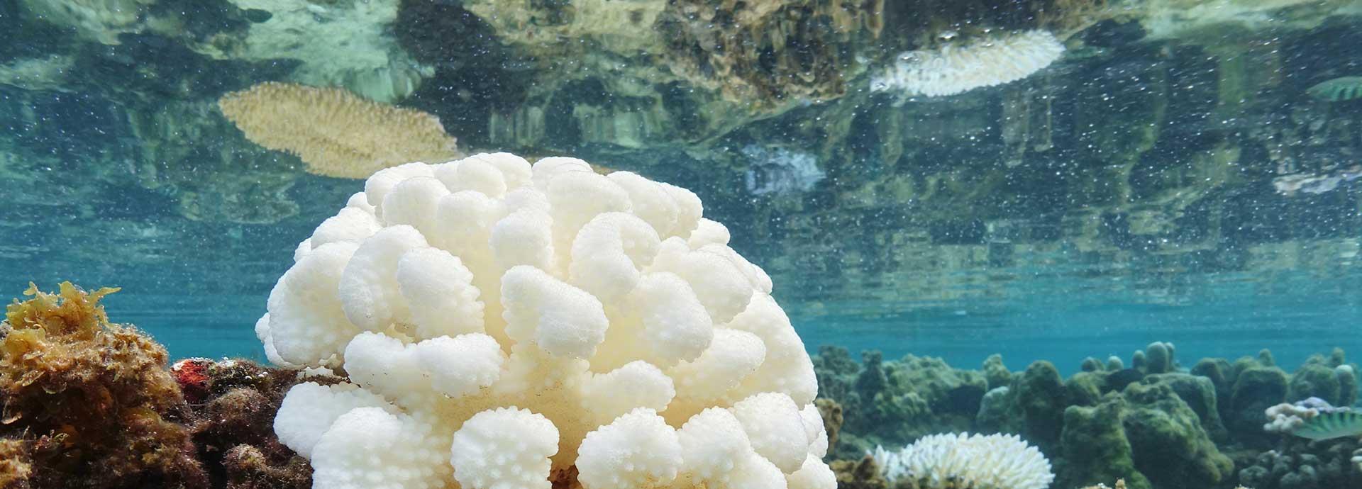 Solving the global coral reef crisis