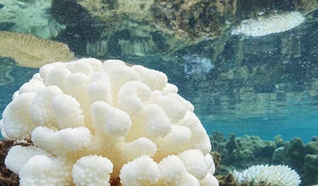 Solving the global coral reef crisis